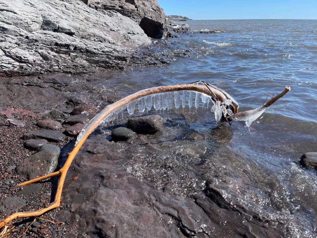 Spring Ice on driftwood on Lake Superior.
