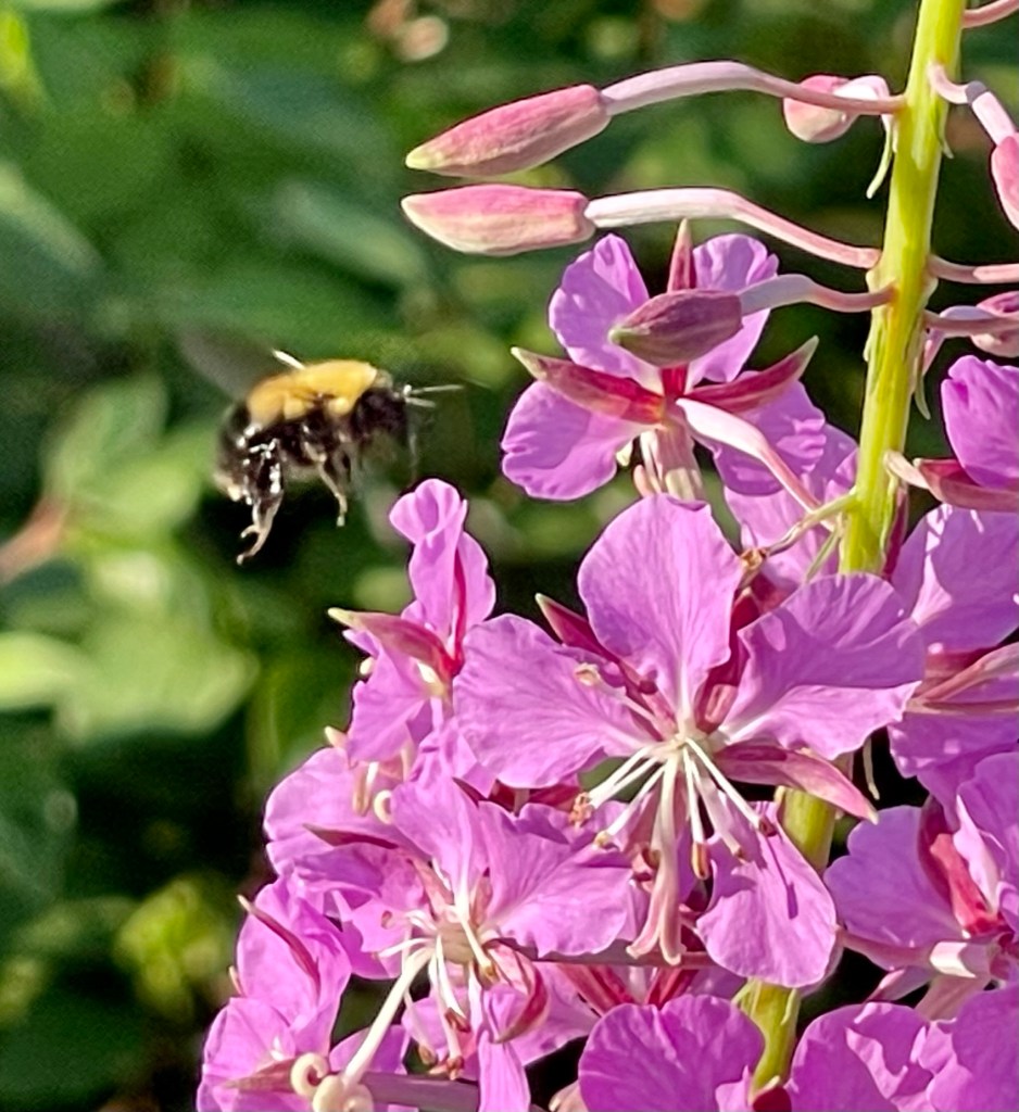 Bumble bee alights on fire weed flower along the Villa Ridge Trail at the Lutsen Sea Villas.